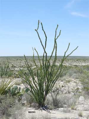 OCOTILLO ECOLOGY AND HARVEST STRATEGIES