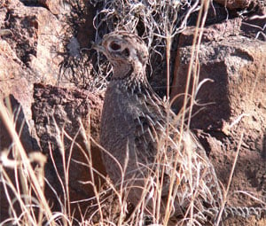 MONTEZUMA QUAIL - POPULATION CHARACTERISTICS