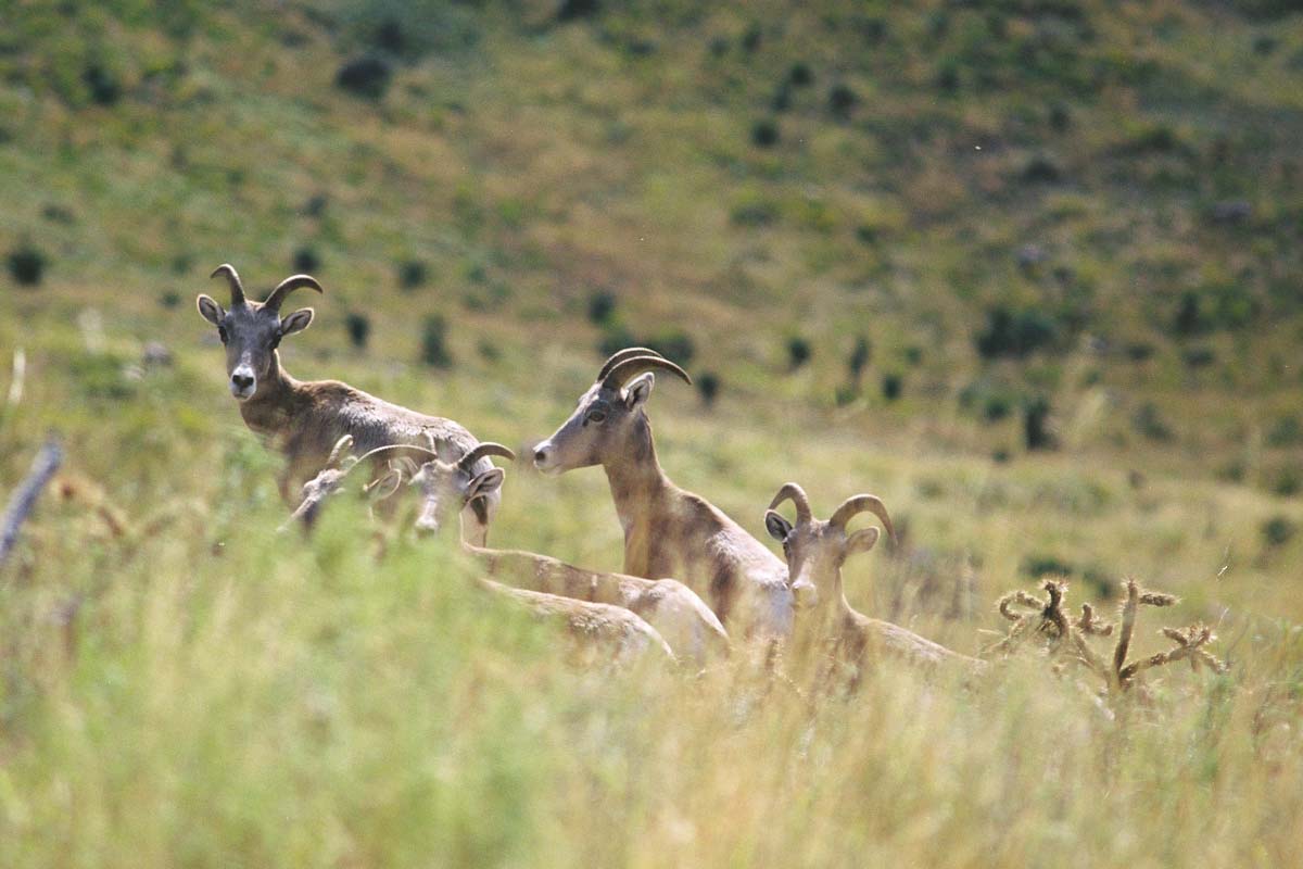 DIETS OF BIGHORNS BORDERLANDS RESEARCH INSTITUTE