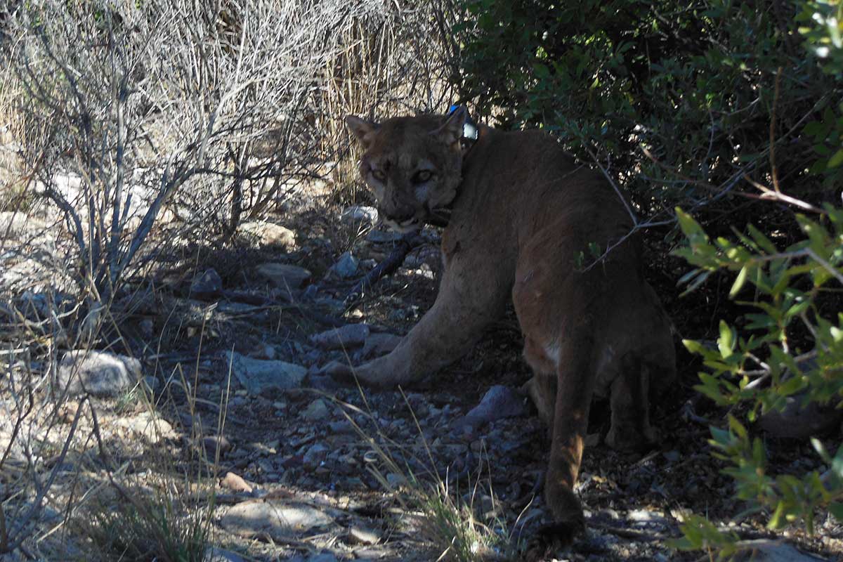 how big is a mountain lion