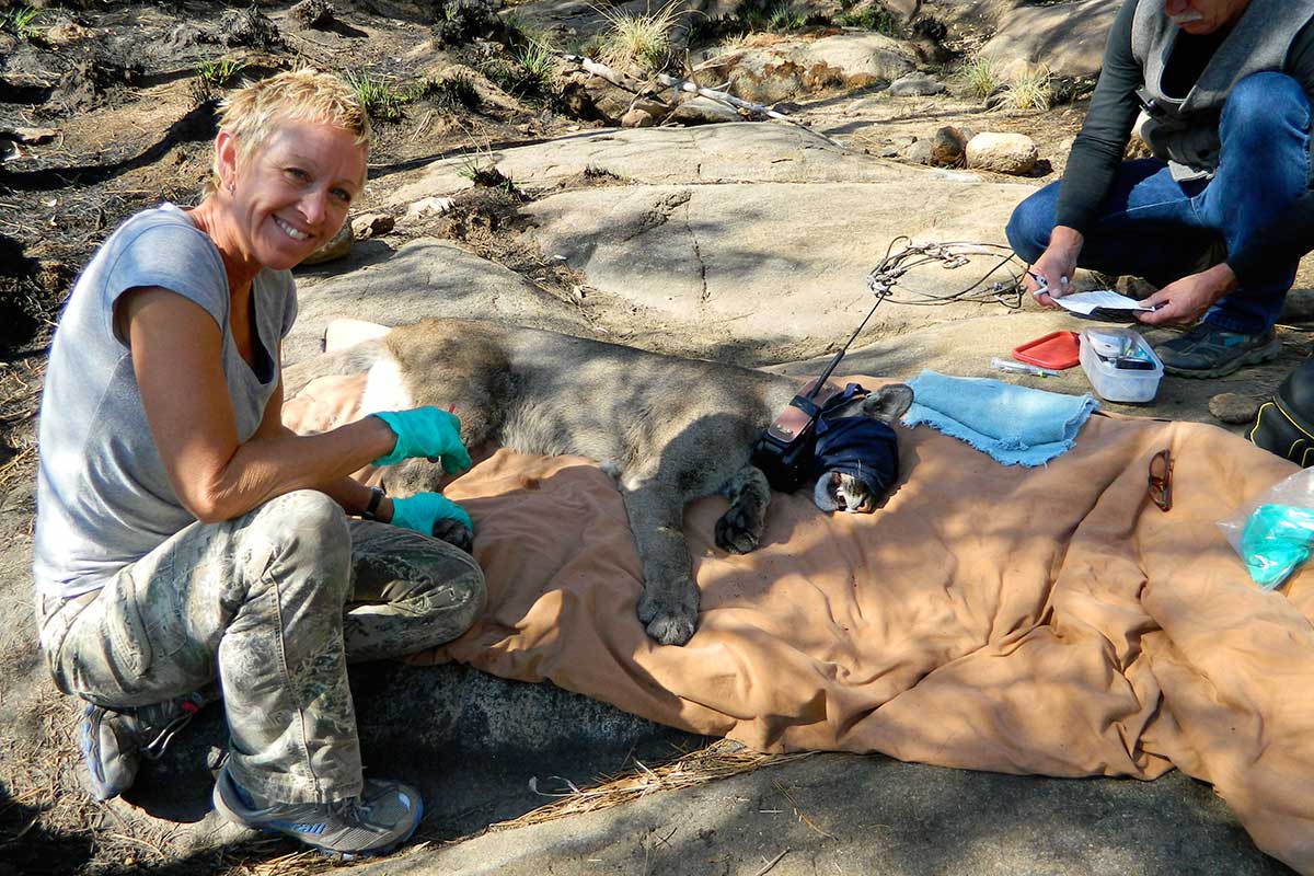 MOUNTAIN LION MOVEMENTS AND DISPERSAL