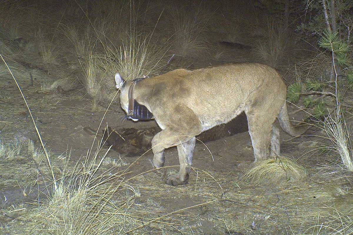 MOUNTAIN LION PREDATOR-PREY RELATIONSHIPS - BORDERLANDS RESEARCH INSTITUTE