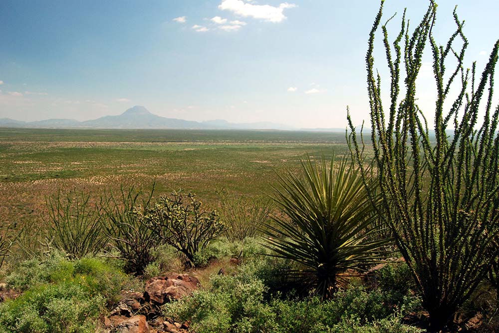 OCOTILLO ECOLOGY AND HARVEST STRATEGIES