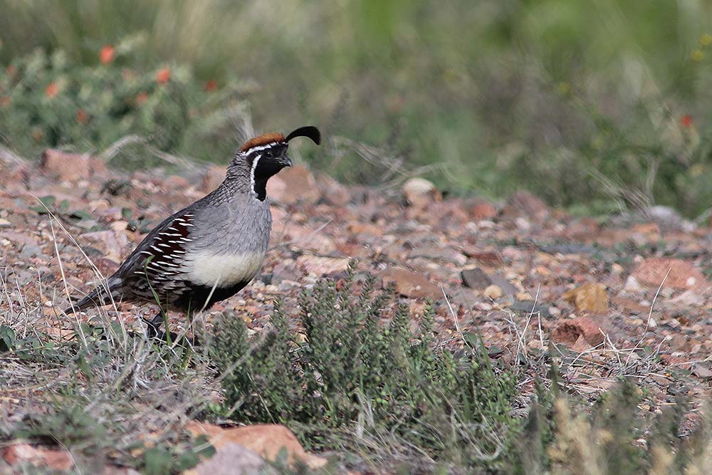 GAMBEL'S QUAIL - ECOLOGY AND MANAGEMENT