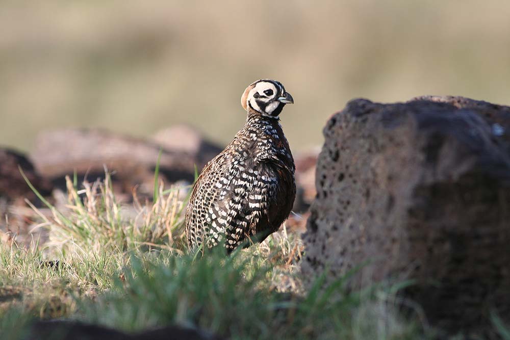 MONTEZUMA QUAIL - POPULATION CHARACTERISTICS