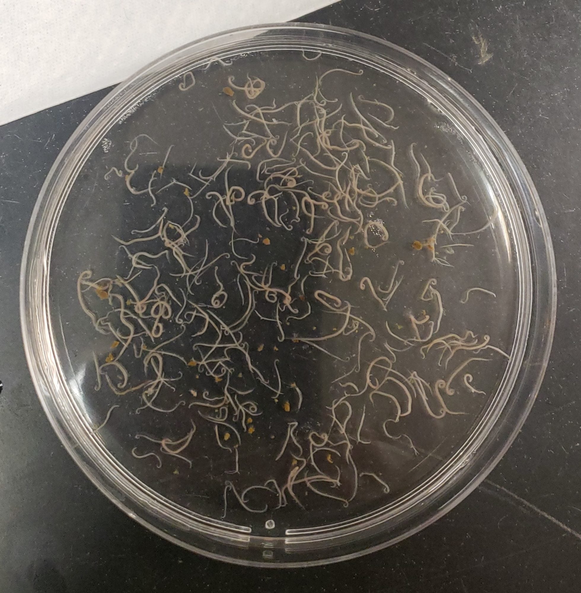 This image shows cecal worms that were collected from a scaled quail.