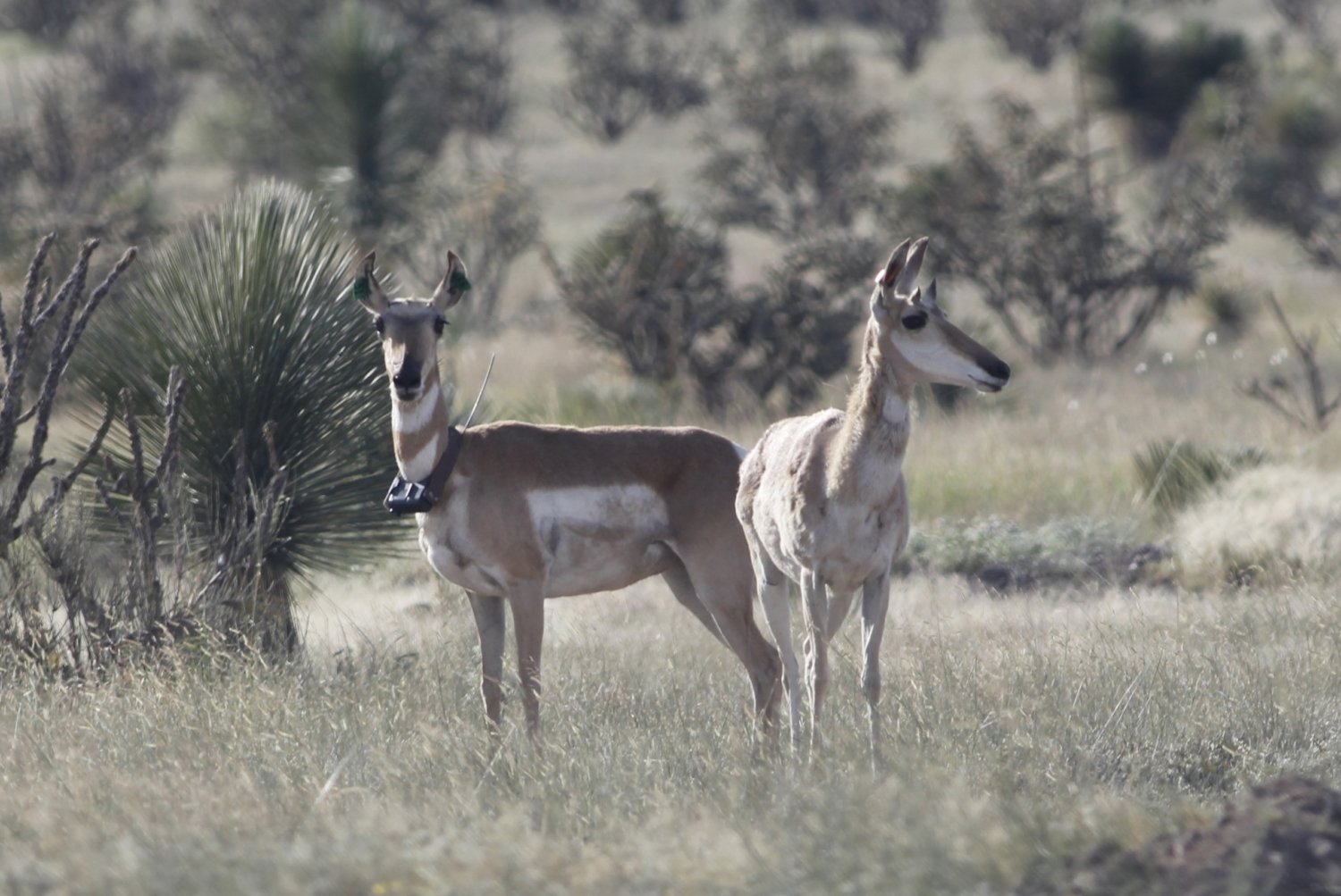 MODELING TRANSLOCATED AND RESIDENT DYNAMIC PRONGHORN HABITAT SELECTION ...