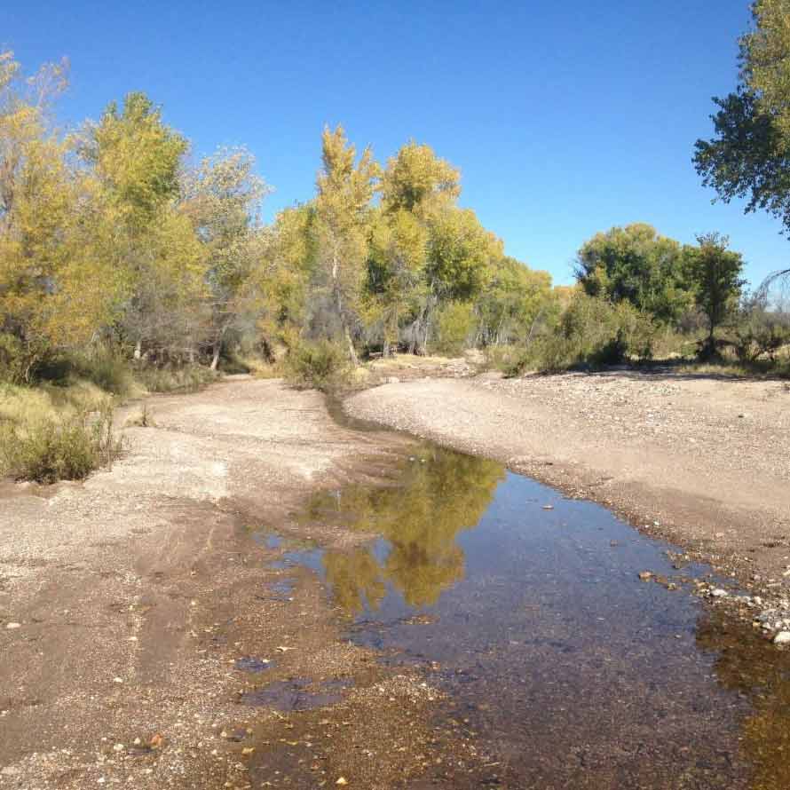 Stream of water in the desert surrounded by trees under a blue sky.