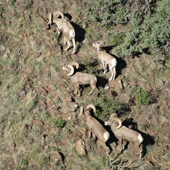 Aerial photo of a group of desert bighorn sheep walking on the side of a mountain in the desert.