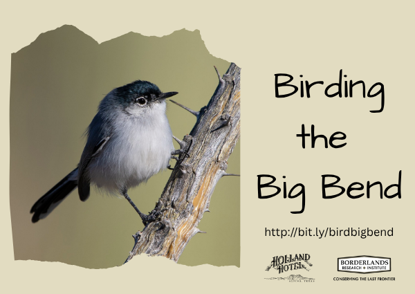 Birding the Big Bend Birding the Big Bend