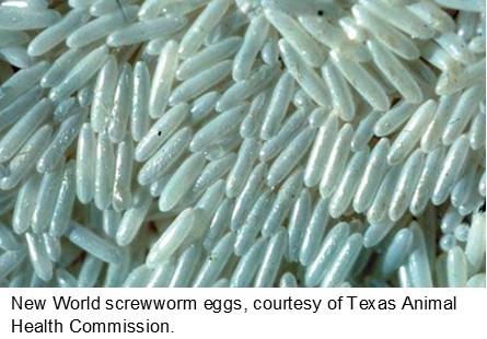New World screwworm eggs, courtesy of Texas Animal Health Commission
