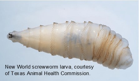 New World screwworm larva, courtesy of Texas Animal Health Commission