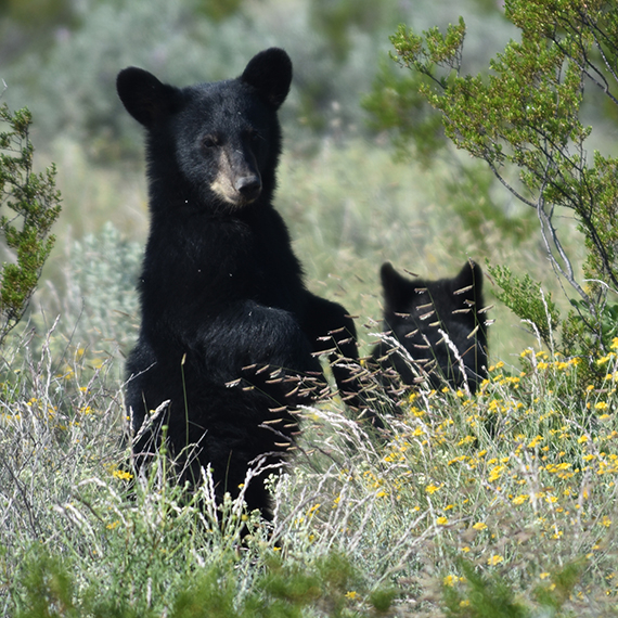 Borderlands News TWA BRI March 2025