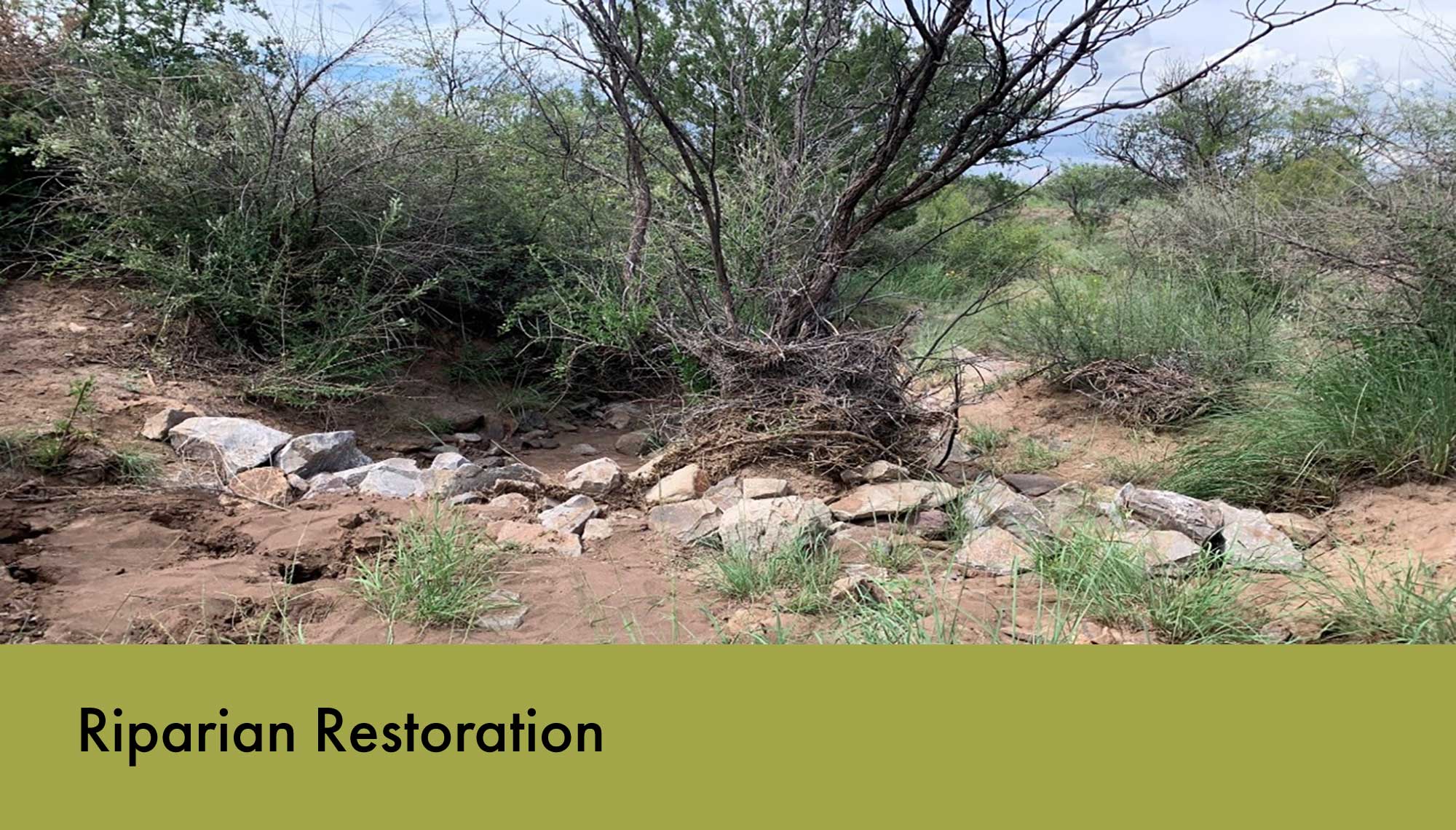 Riparian Restoration