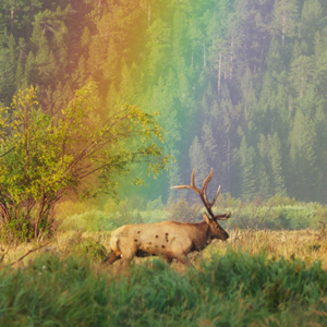 Film-Screening-Elk2 "The American Southwest" Film Screening