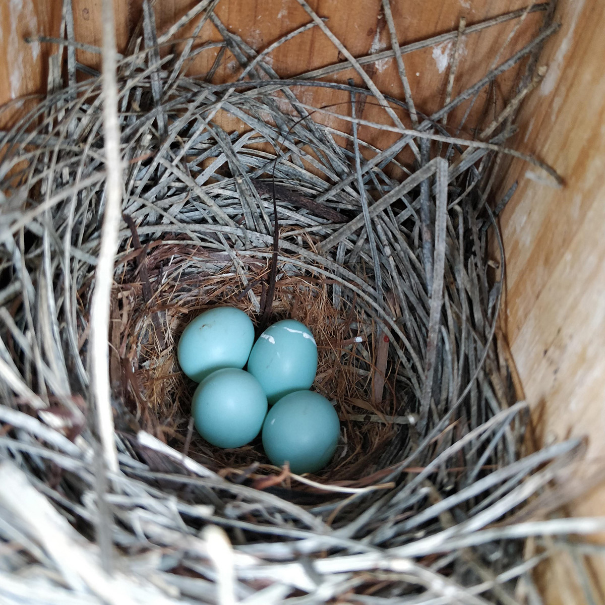 pic3 Emily Blumentritt