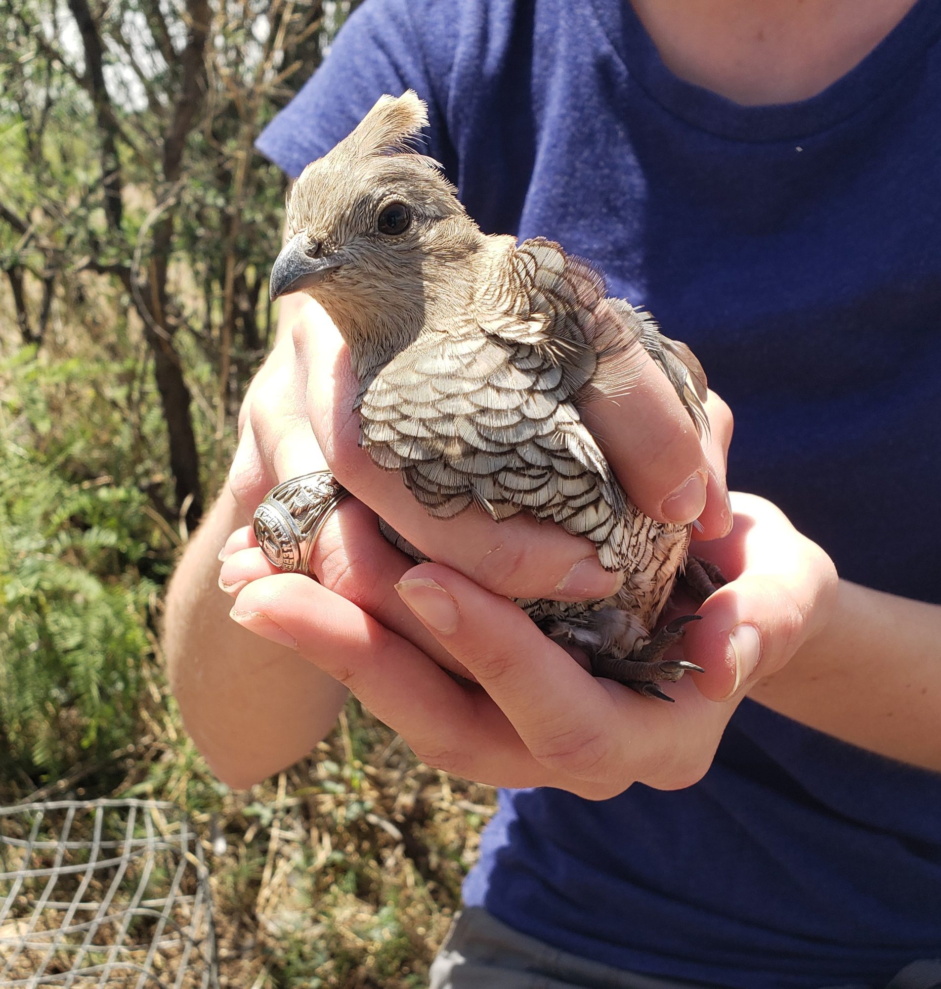 Project Spotlight: Parasite Loads in Desert Quail