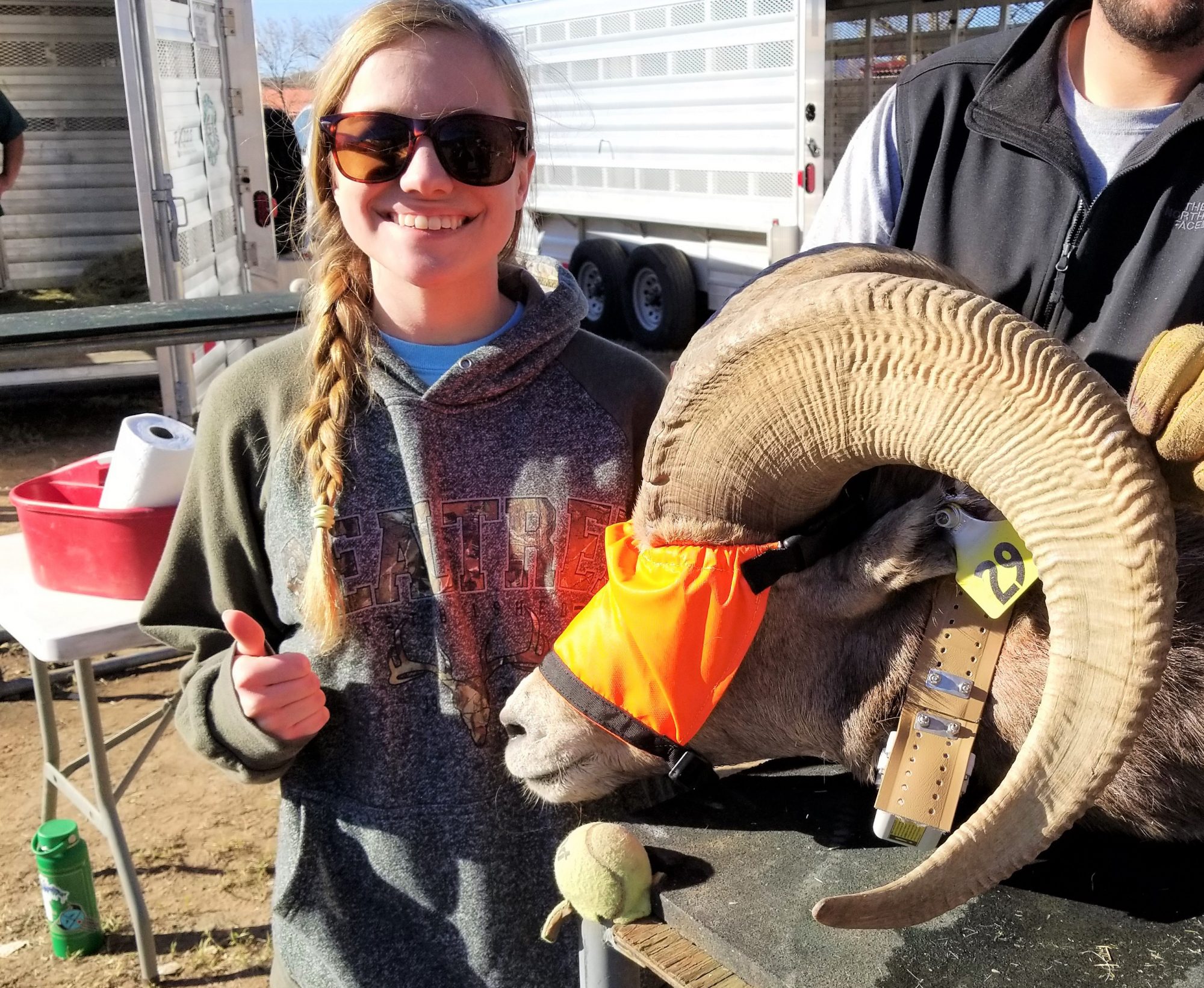 Kelley with a desert bighorn sheep during captures.