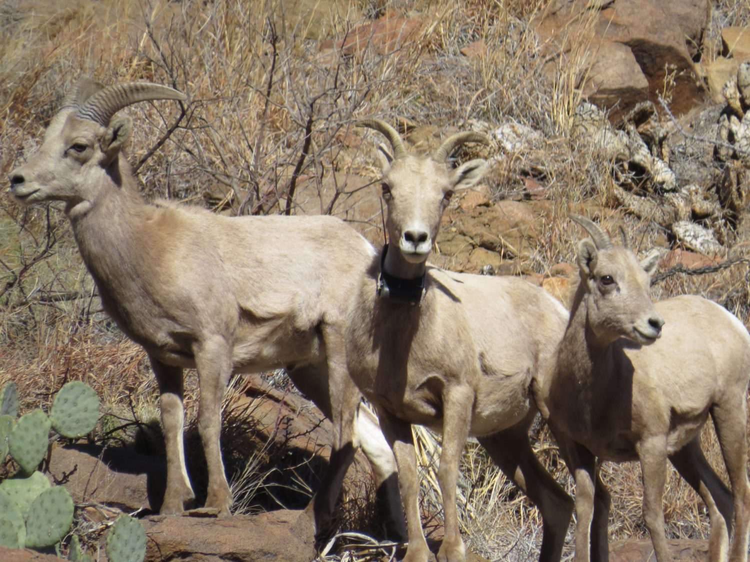 Desert Bighorn Affect Habitat Utilization