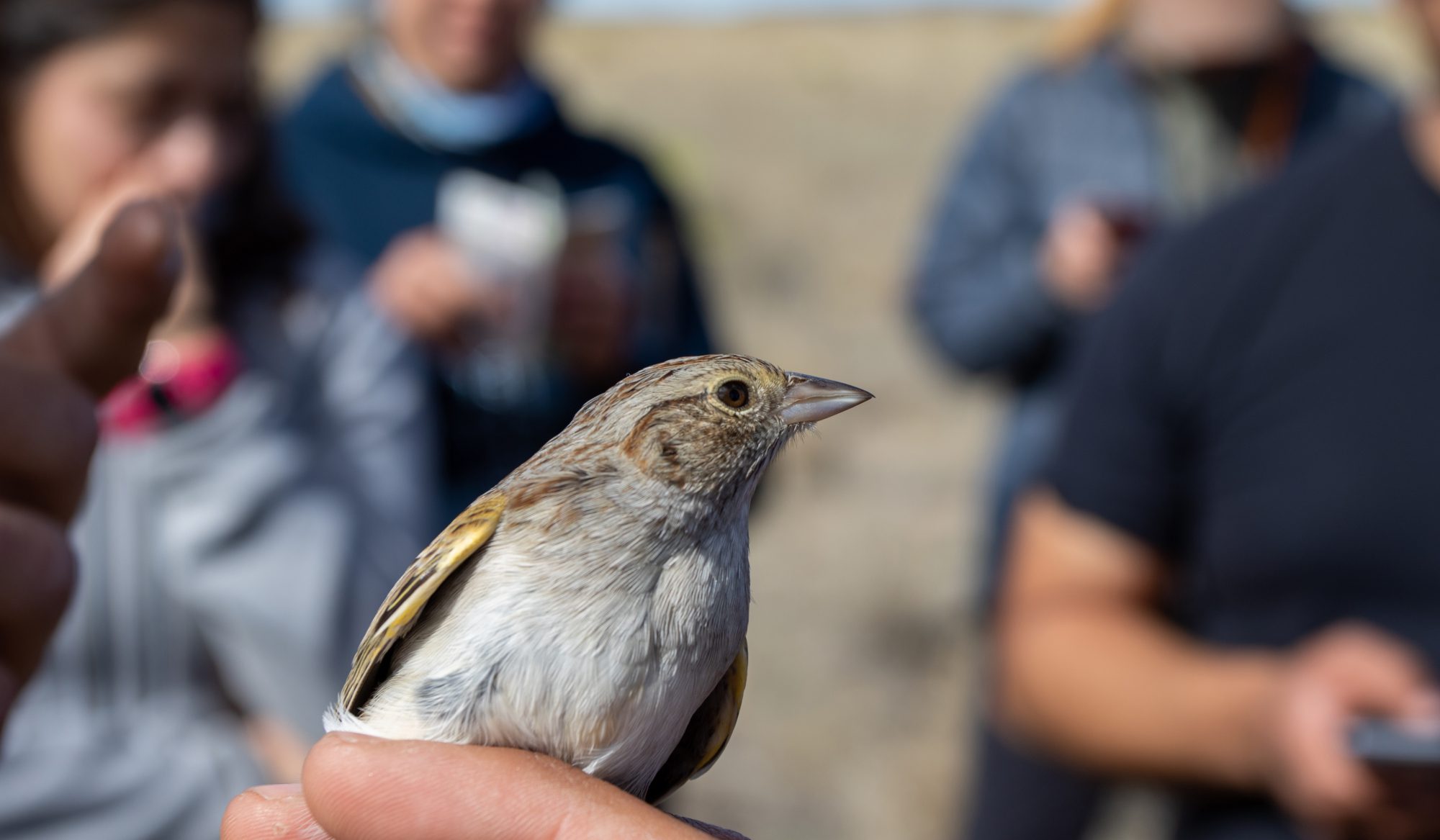 Dixon Water Foundation Awards Grant to BRI for Songbird Conservation Program