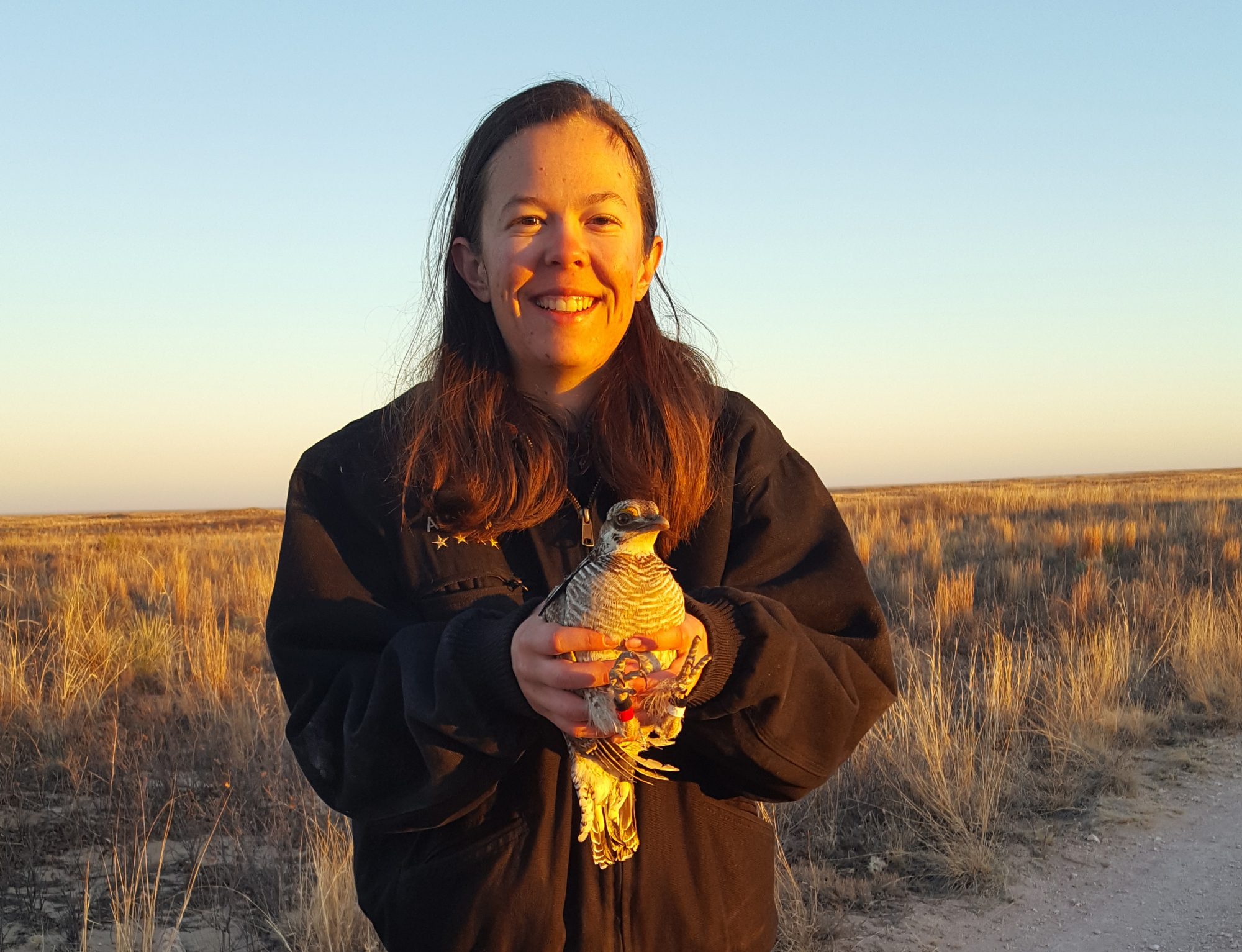 Rachel holds a captured prairie chicken, equipping it with a band and backpack to track its movements.