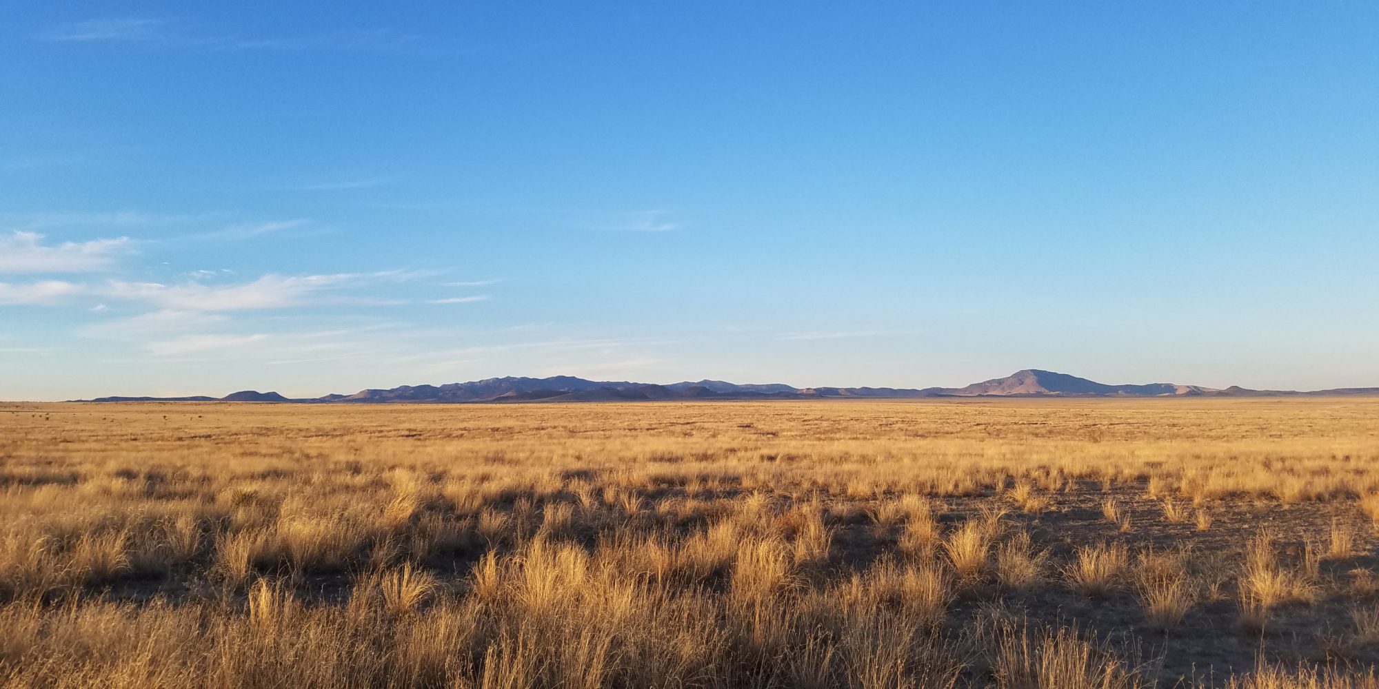 NFWF Awards Third Grant to BRI for Grasslands Restoration Work