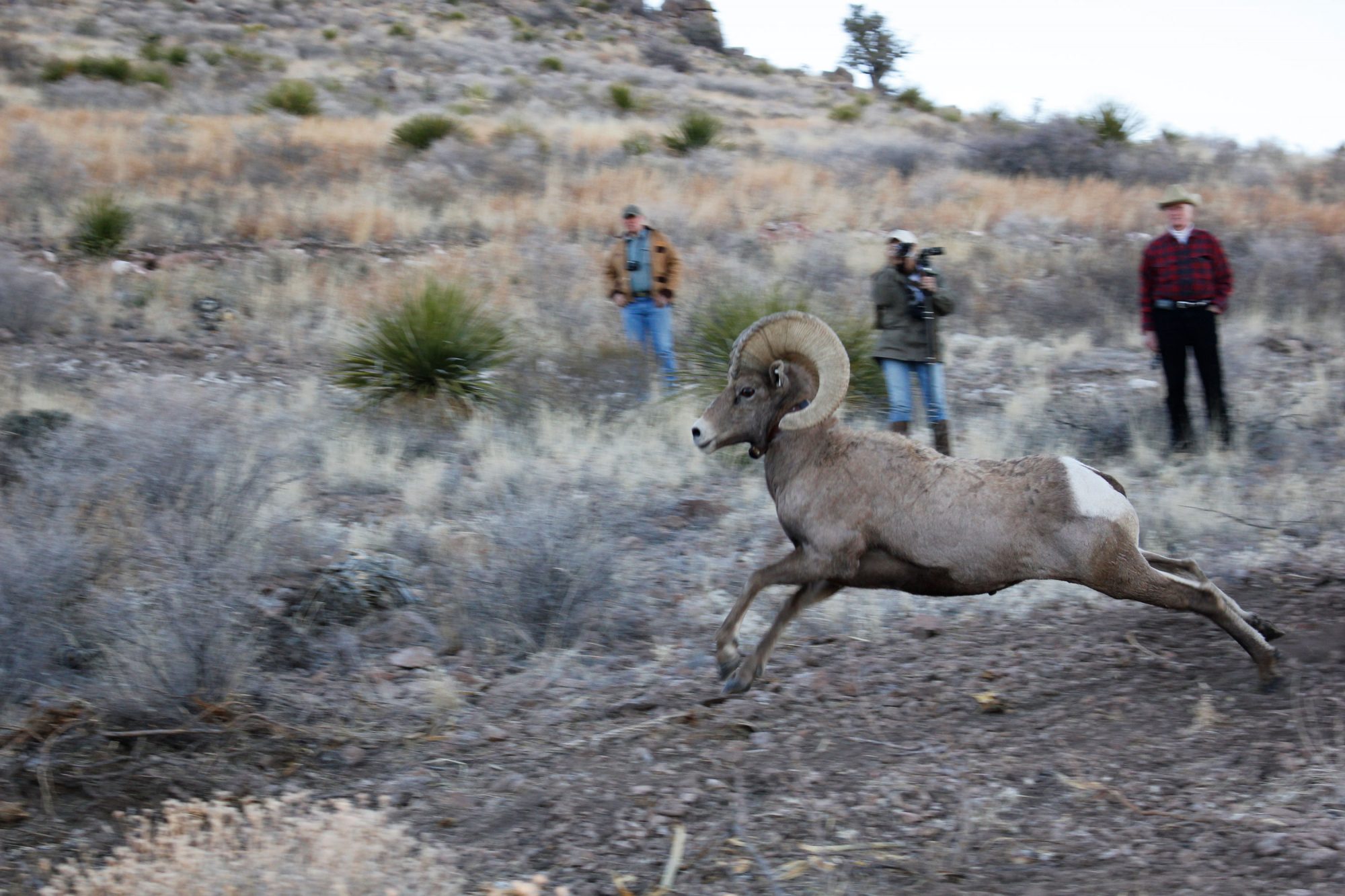 Project Spotlight: Bighorn Sheep in West Texas