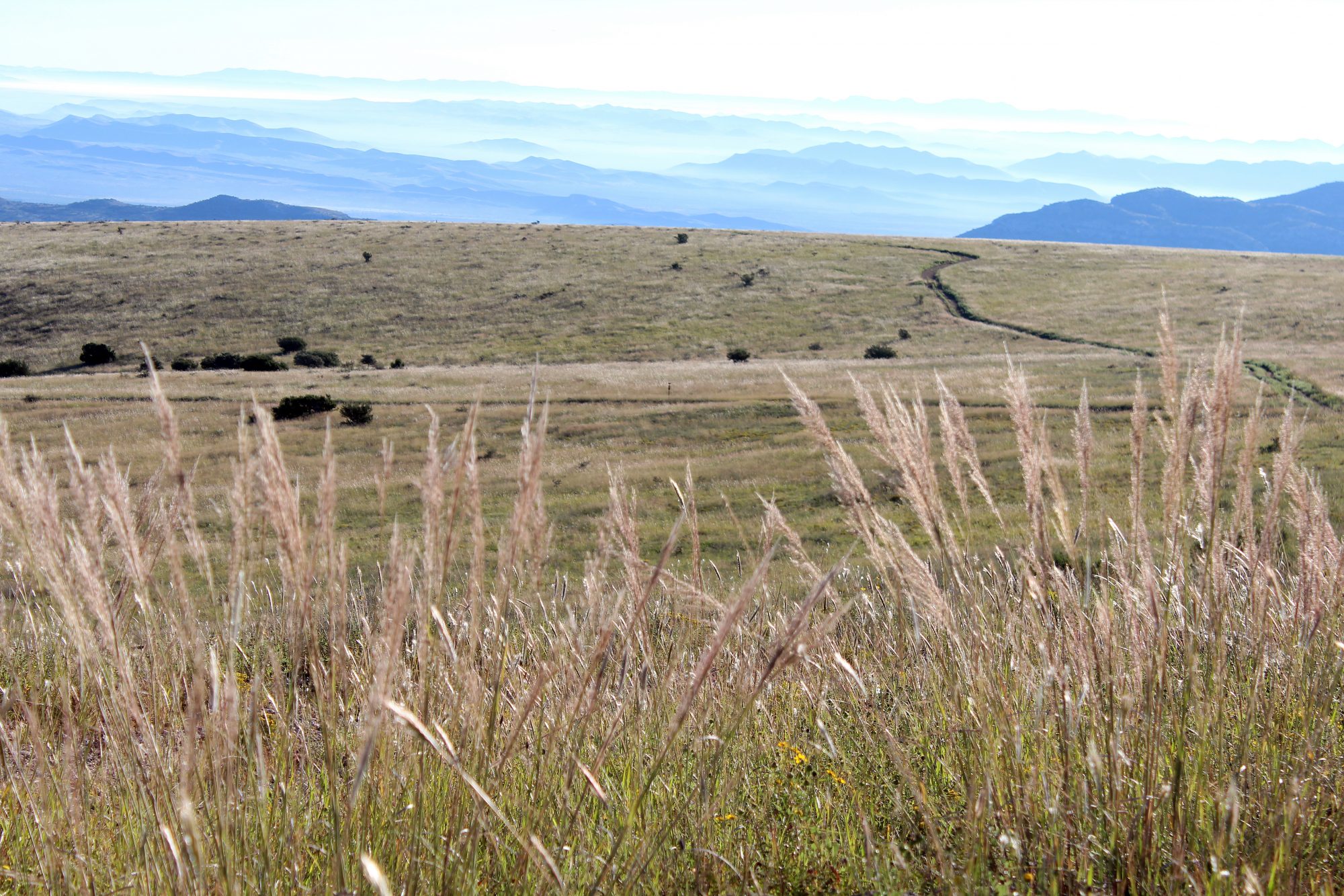 West Texas Landowners Invited to Apply for Conservation Grants