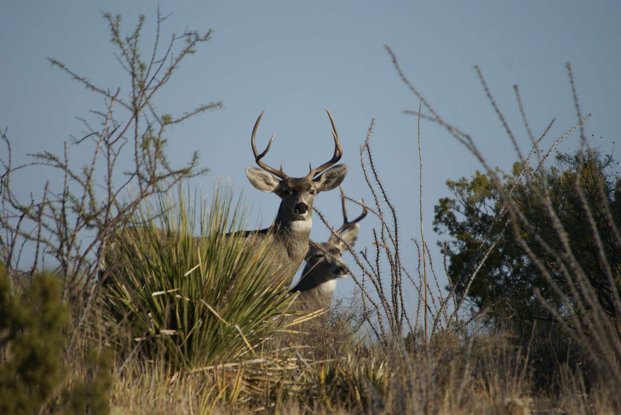 West Texas Safari Club Donates $10,000 for Wildlife Research in the Trans-Pecos
