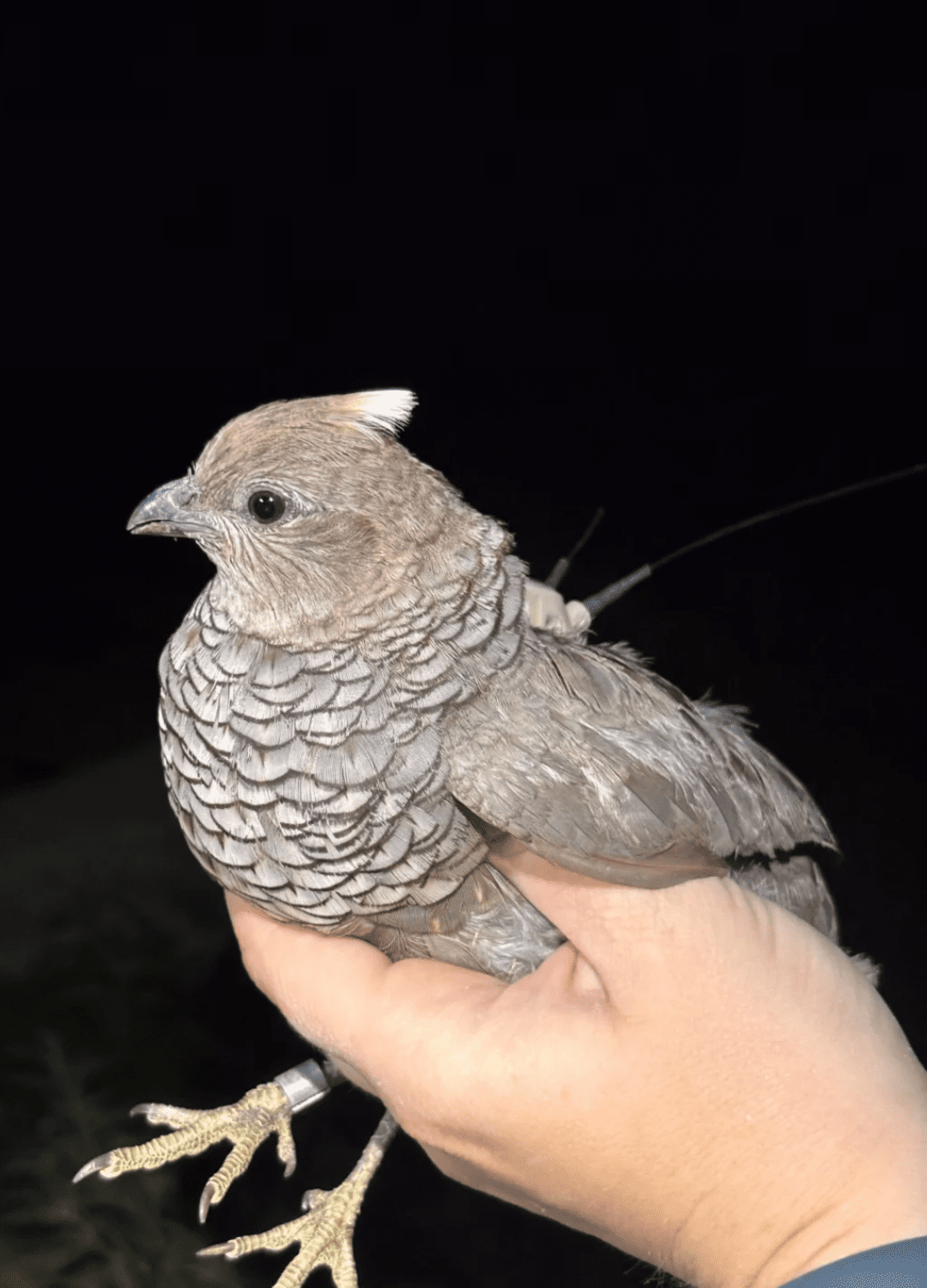 Year-round Seasonal Variation Effects on Scaled Quail Movement Behavior in the Trans-Pecos