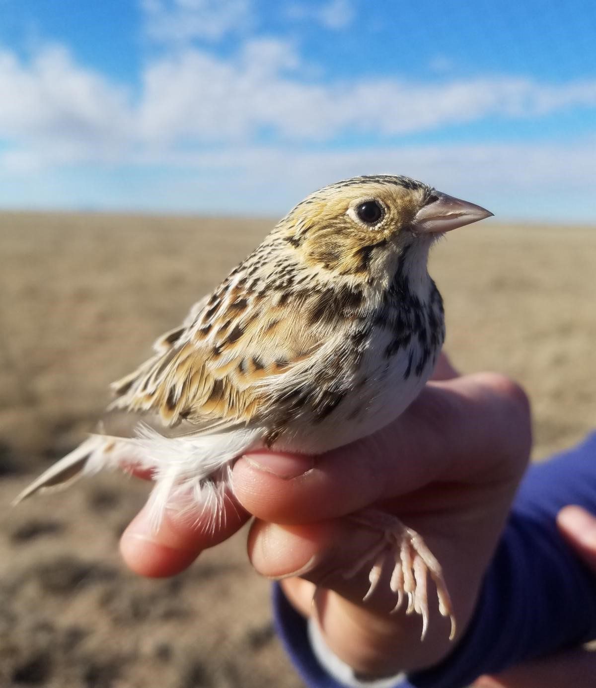 bairds-sparrow