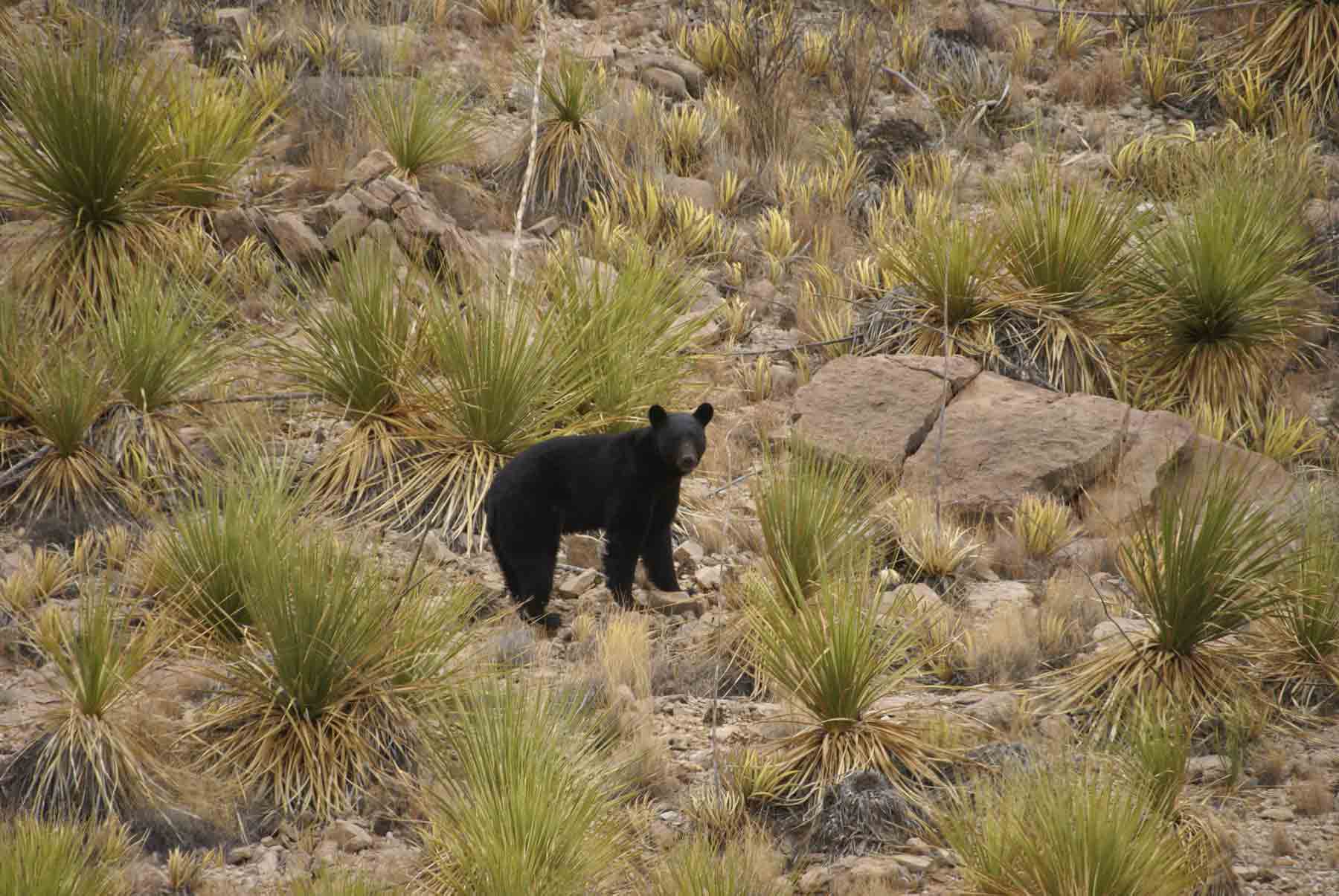 bear in desert