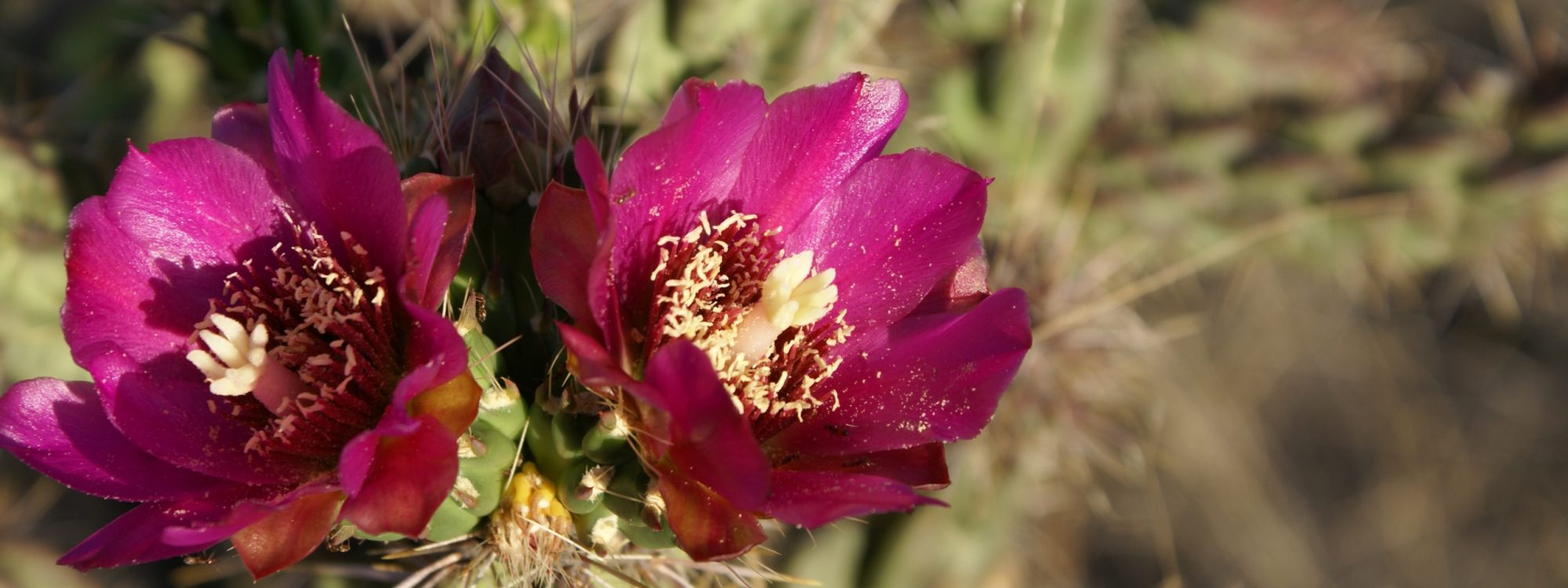 cholla flower