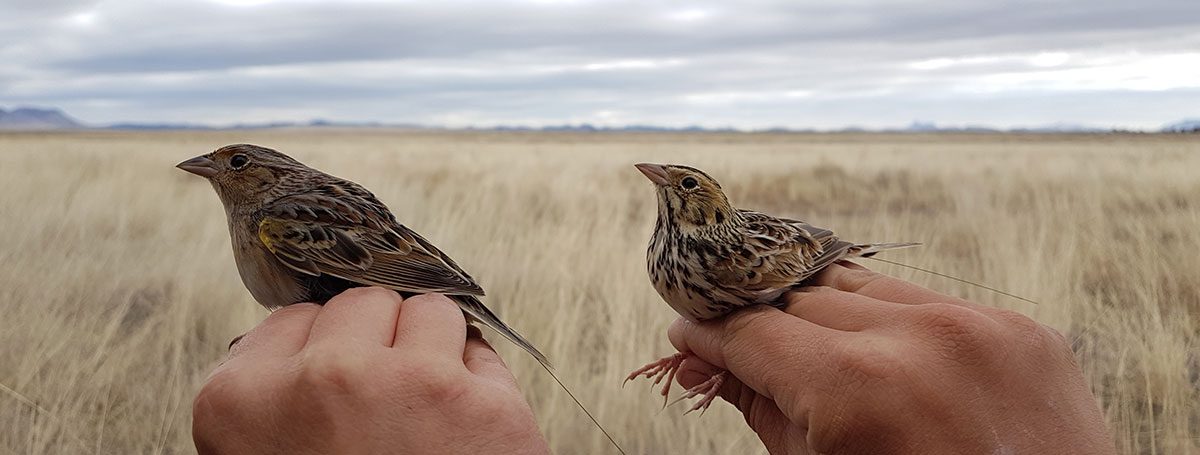 grasslandbirds2