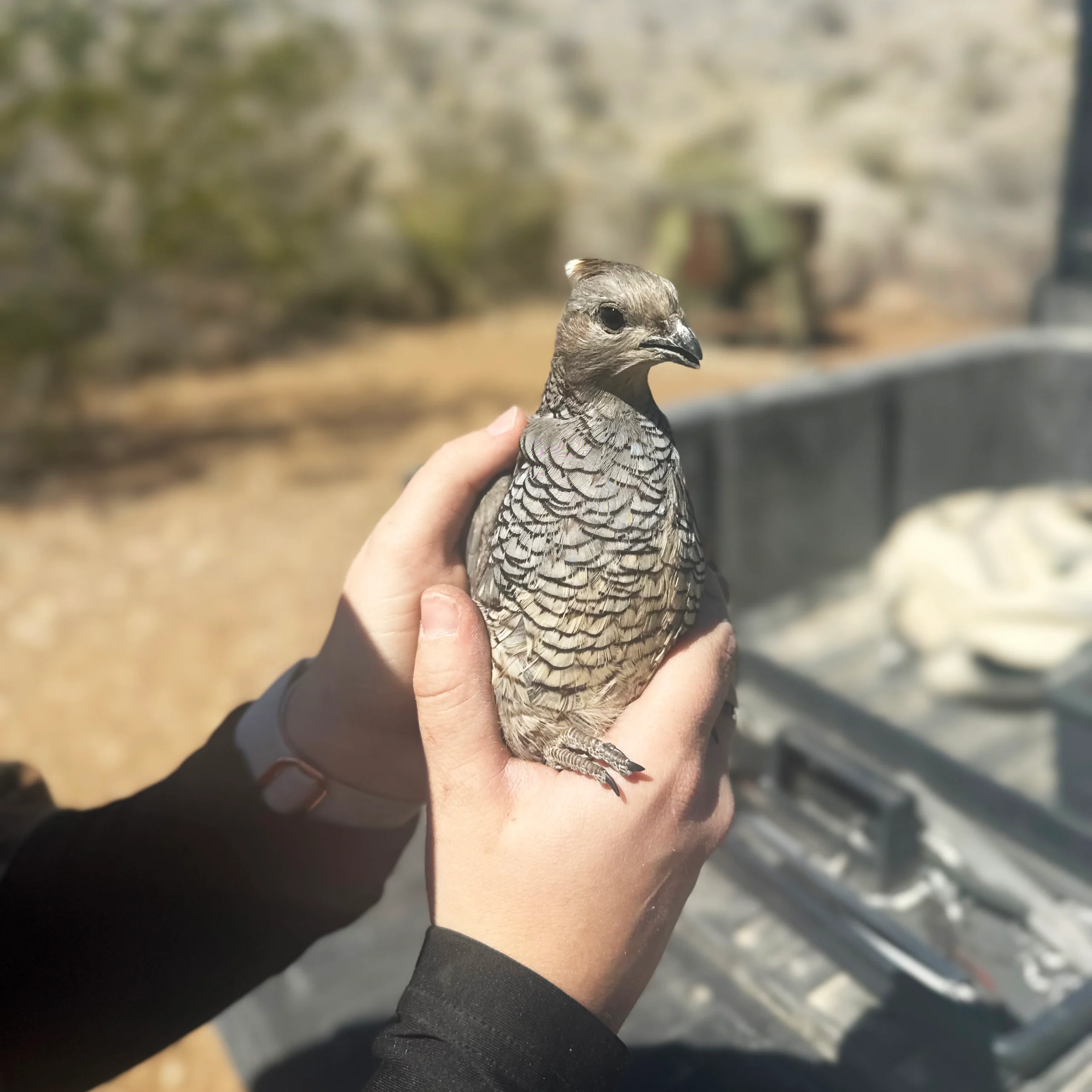 hayley_holding_quail-scaled