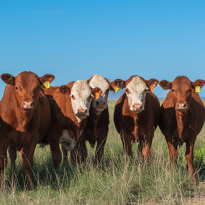 HABITAT & RANGELAND RESEARCH