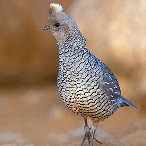 GAME BIRD RESEARCH