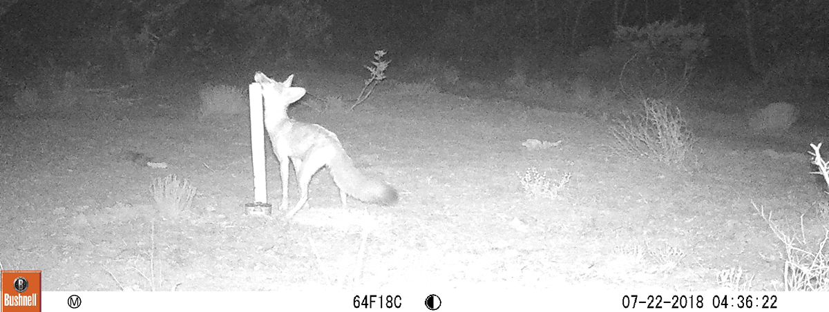 kitfox