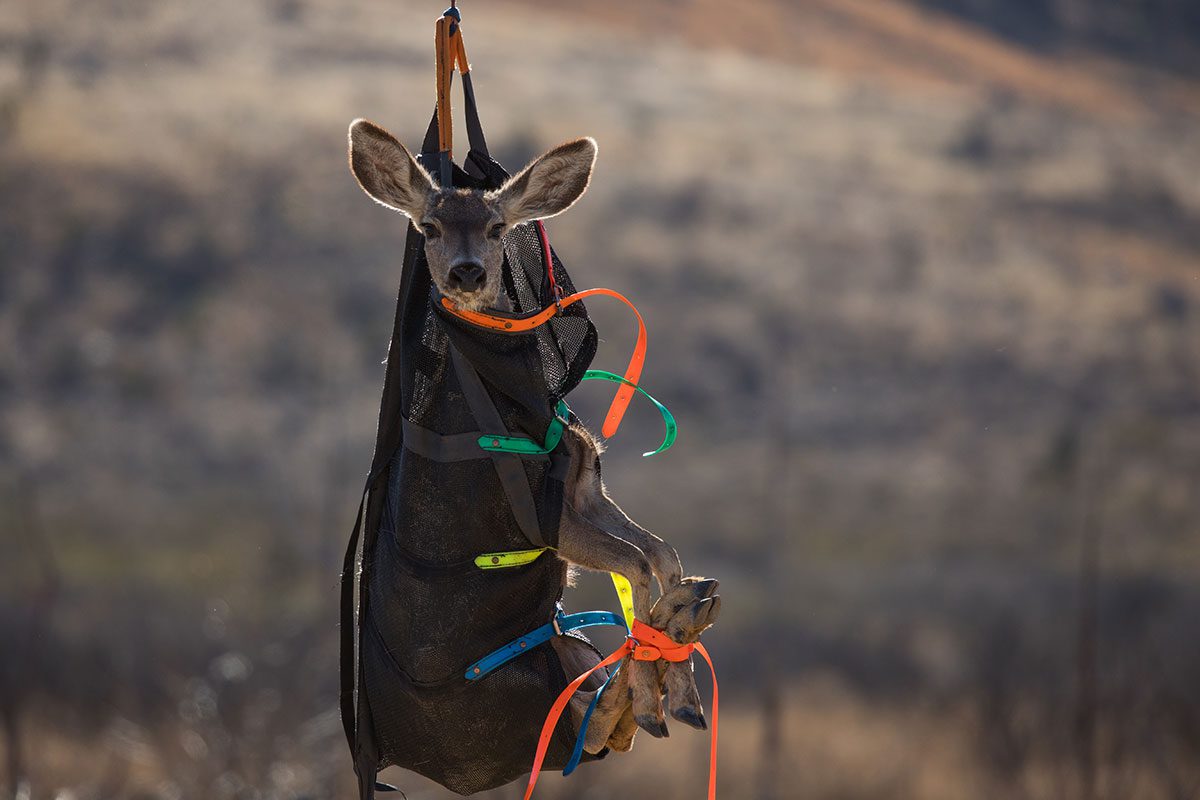 mule-deer-41-1