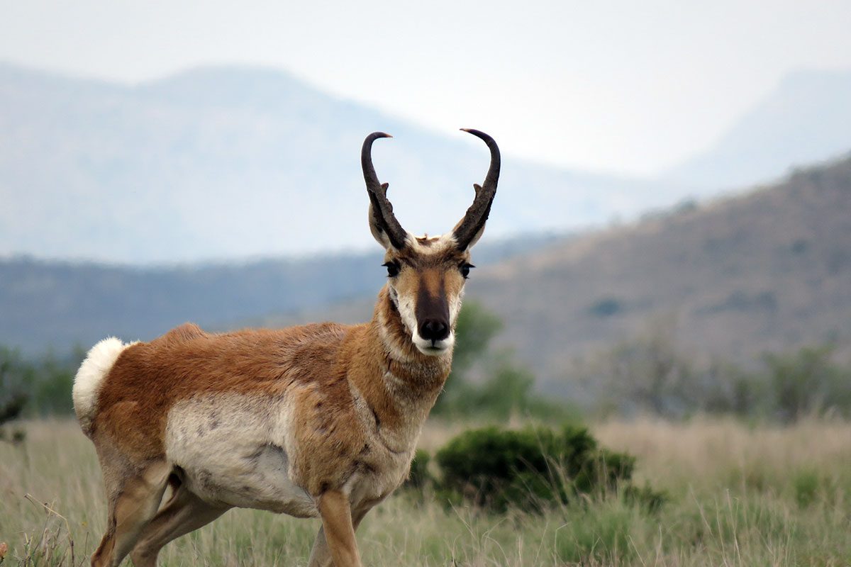 Understanding Pronghorn-Habitat Relationships