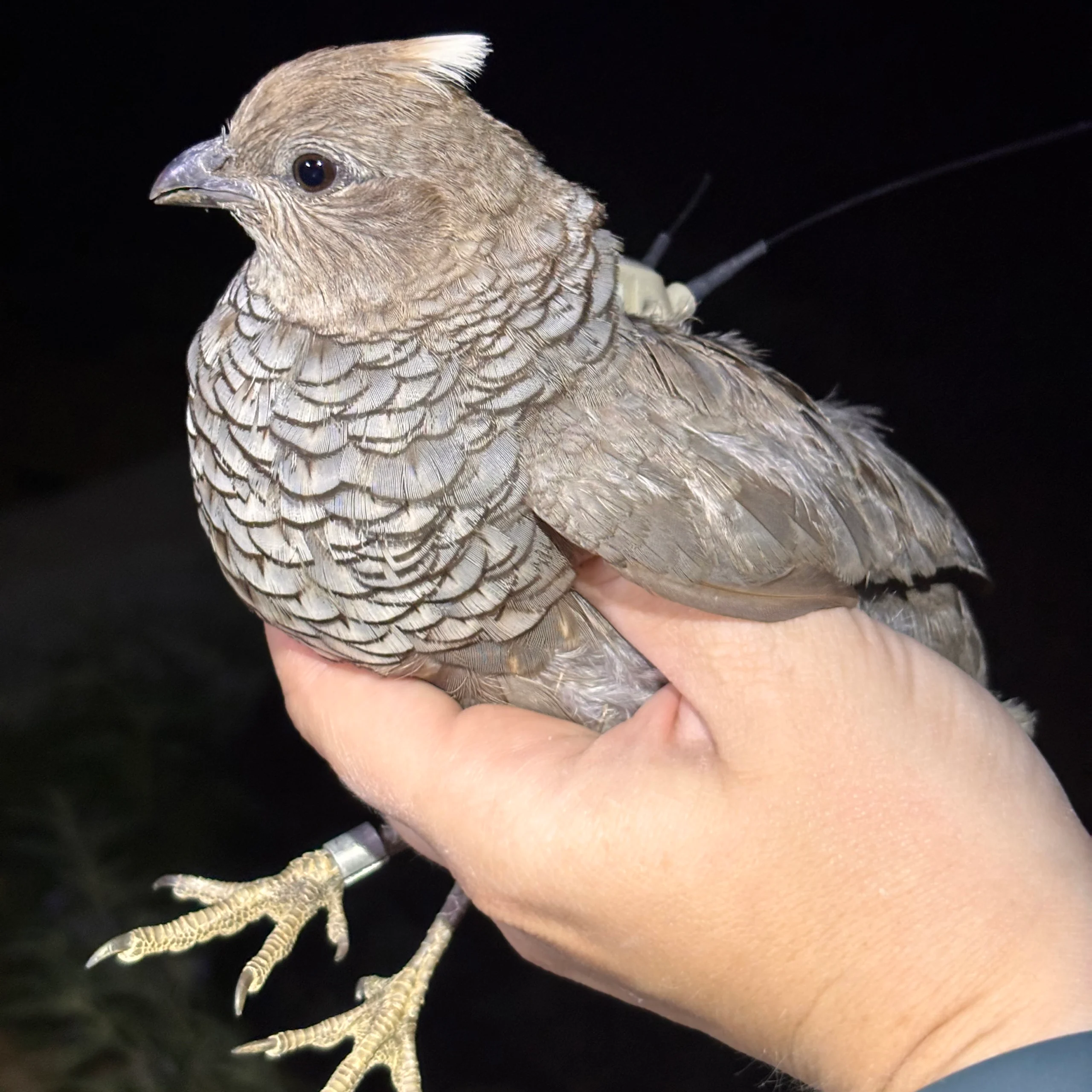 quail_with_backpack-scaled