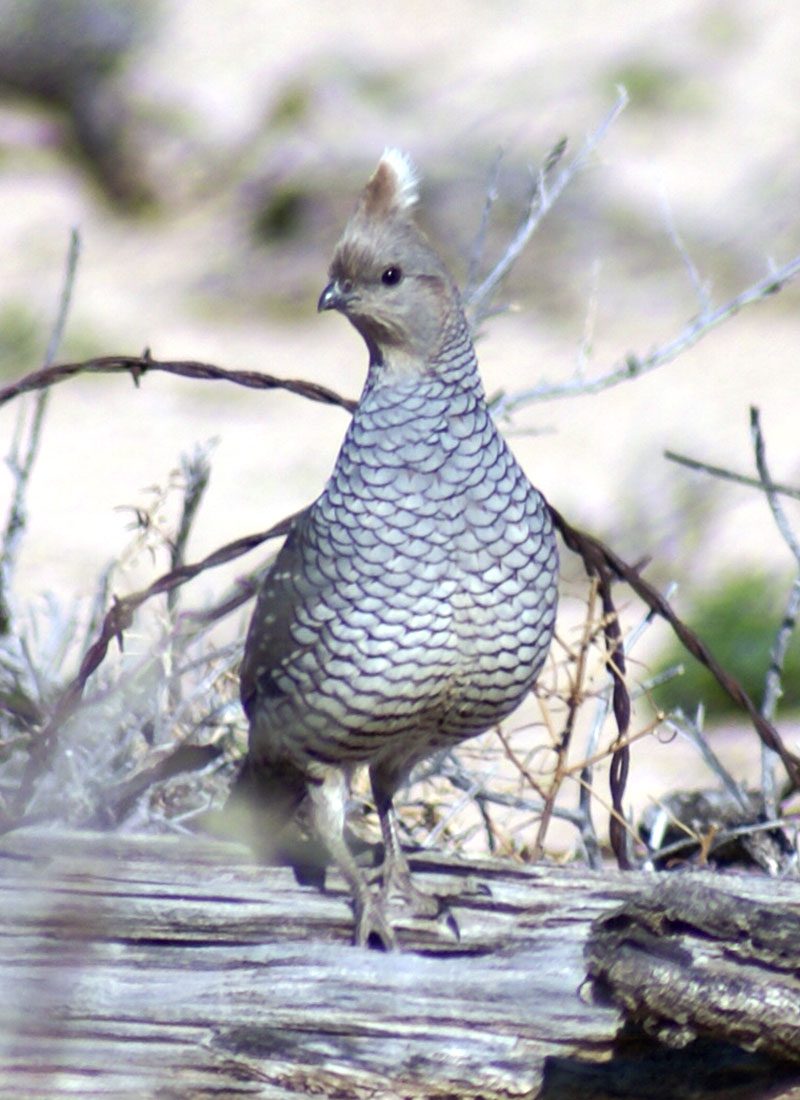 scaled quail