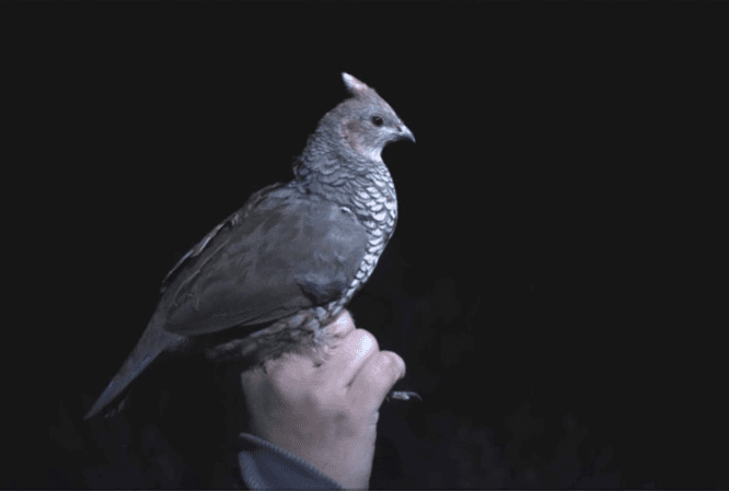 A scaled quail caught during a night capture to collect GPS data from an attached tracking device