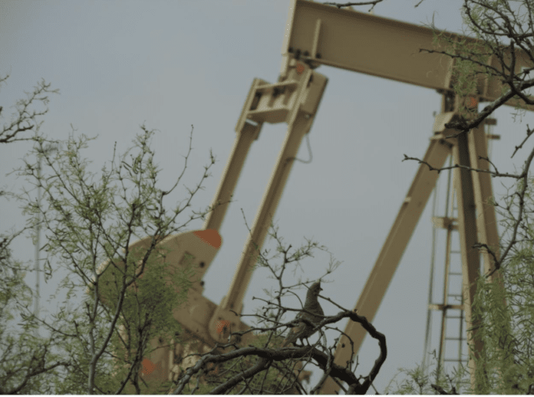 A scaled quail that shares its home with oil and gas development