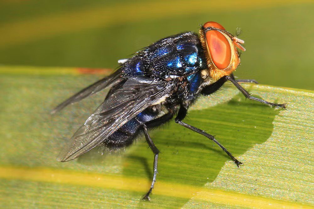 Adult New World screwworm flies