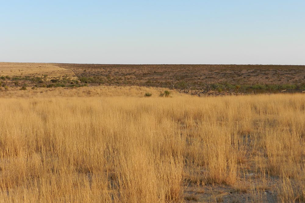 An evaluation of Spike 20P for Restoring Desert Grasslands in Trans-Pecos, Texas