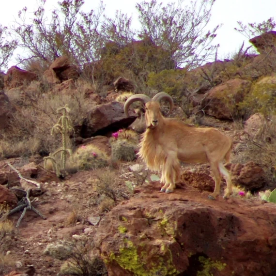 Aoudad