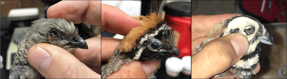 Assessing Eyeworm and Cecal Worm Infestations in Quail Throughout the Trans-Pecos Region of Texas