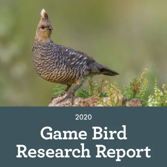 BRI-Game-Bird-Research-Report-2020_Page_01_Cropped-570x570