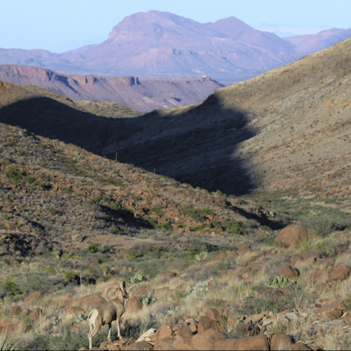 Big Bend